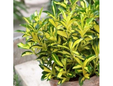 Бересклет Экстаз