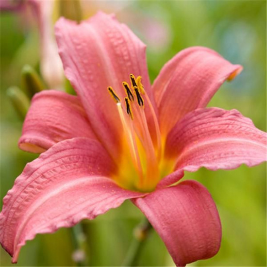 Лилейник Пинк Дамаск (Pink Damask)